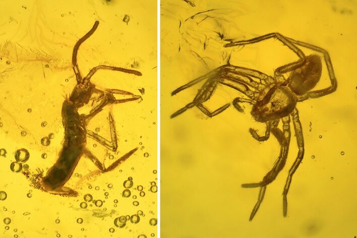 Fossil Spider (Araneae) & Springtail (Collembola) in Baltic Amber #234473